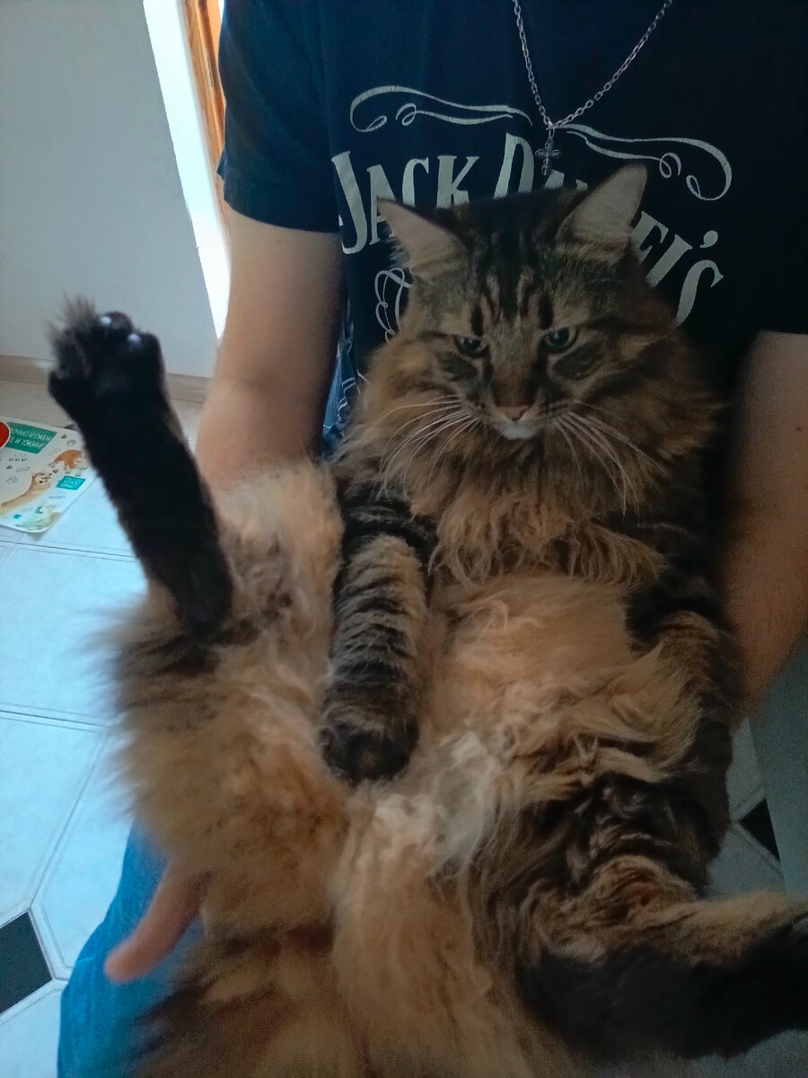 Вот так мы сидели с хозяином. Лапкой делаю "хоба"