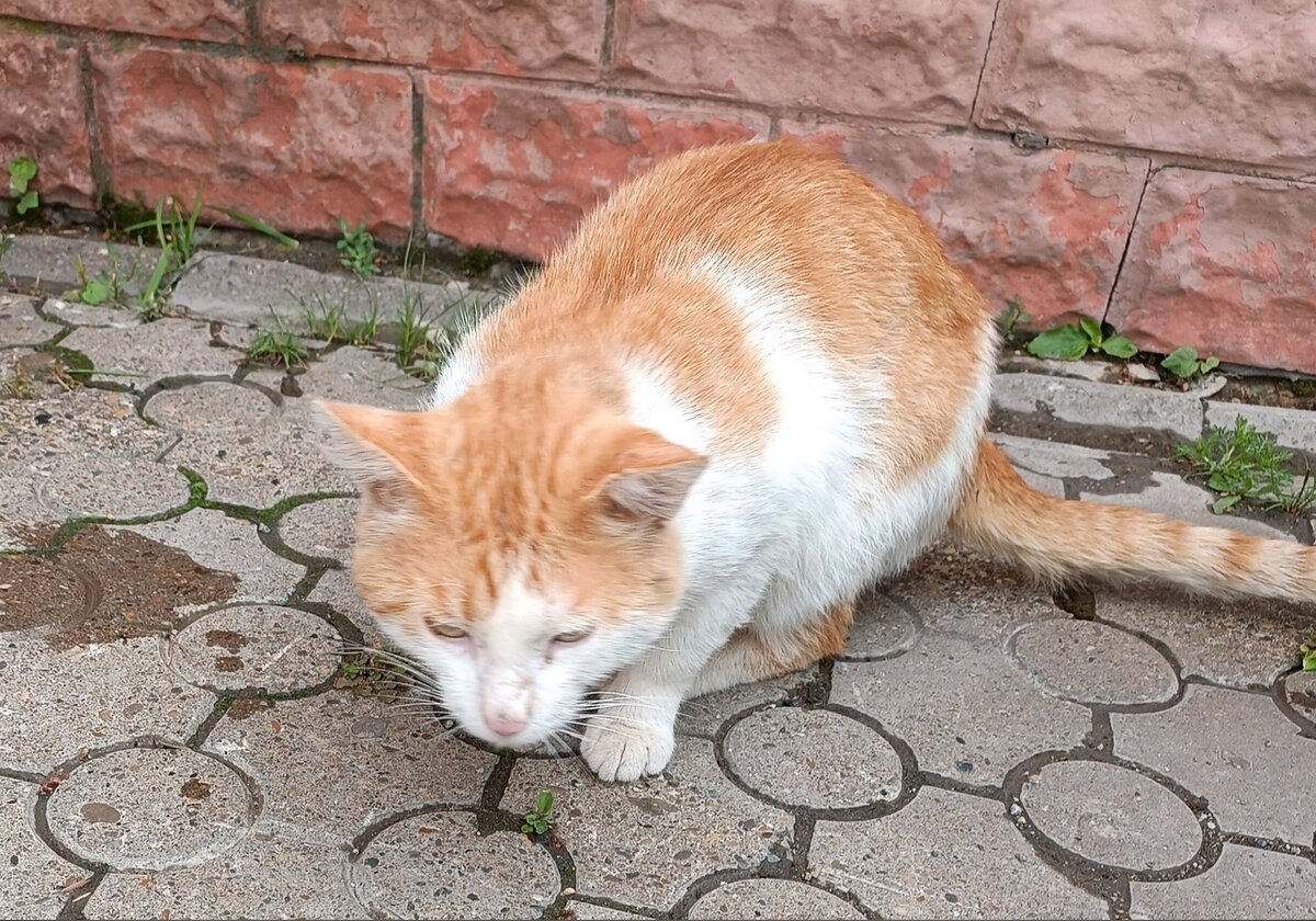 Люли считали, что коту хорошо на улице, но это было неправдой