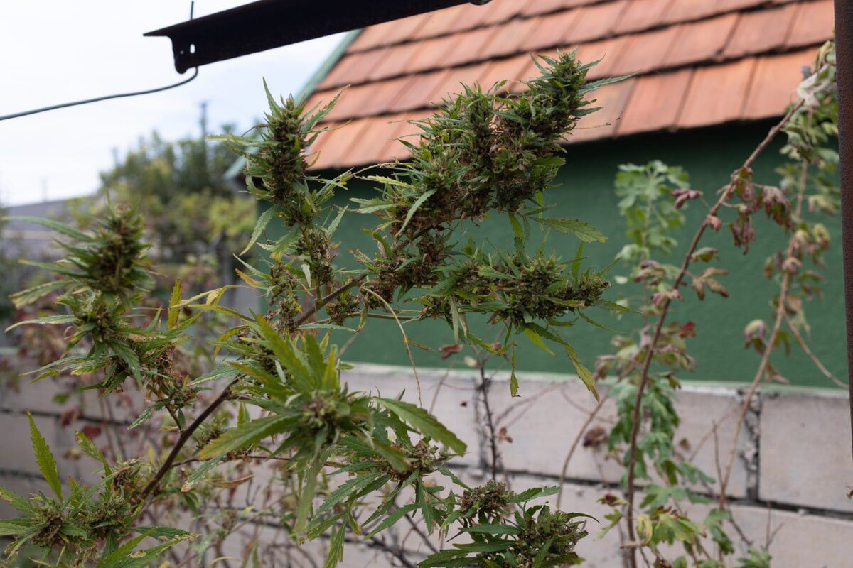 У жителя Каховки служебная собака обнаружила 30 килограмм марихуаны