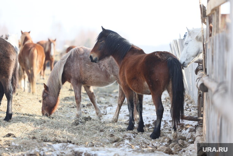    Через курганскую границу не пустили лошадей без документов