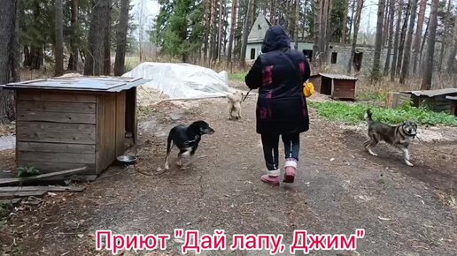 В переулках каждая собака знает мою лёгкую походку. Это же про нас, про волонтёров