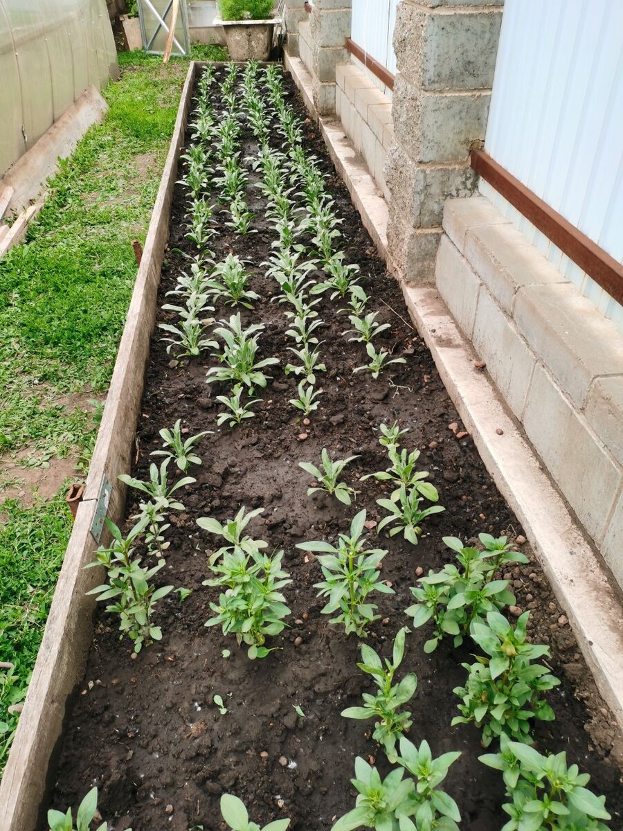 Грядка за теплицей для однолетников, уже на второй год