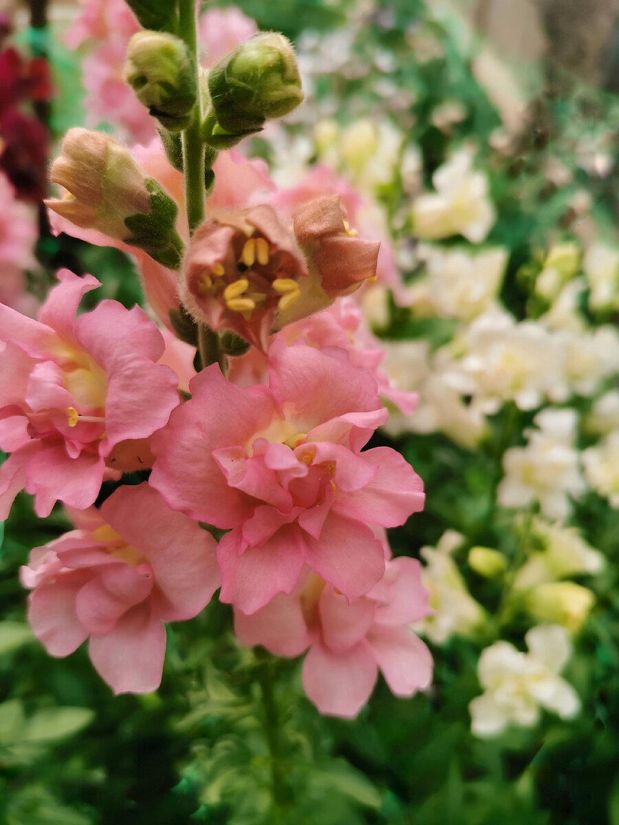 Баттерфляй ассорти из леруа