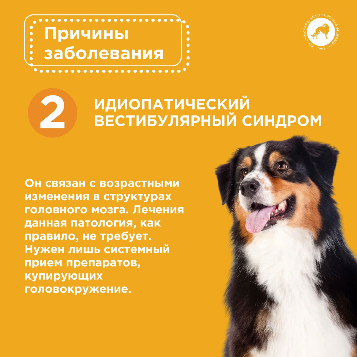 Вестибулярный синдром у собак: причины, симптомы, диагностика, лечение - советы от ветеринара