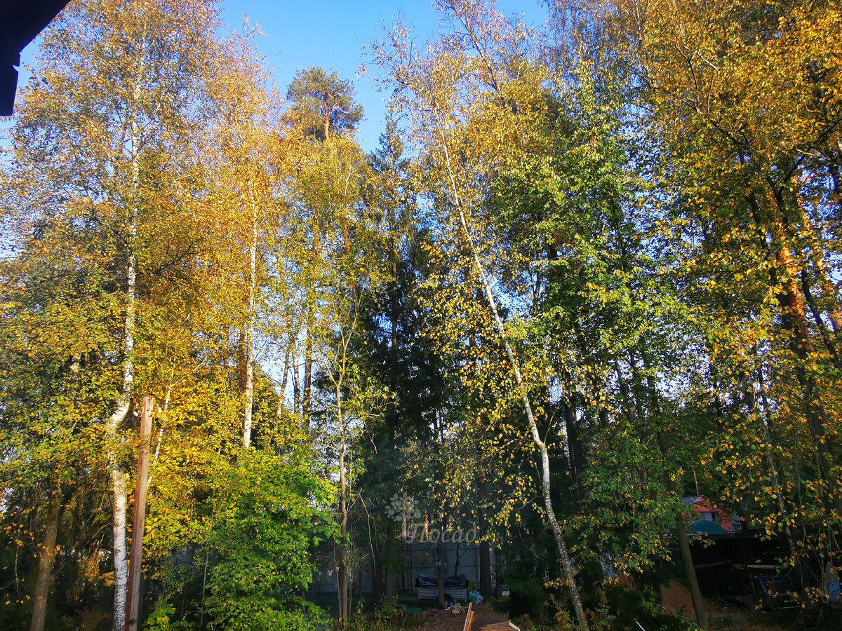 Новая дача. Вид из окна.