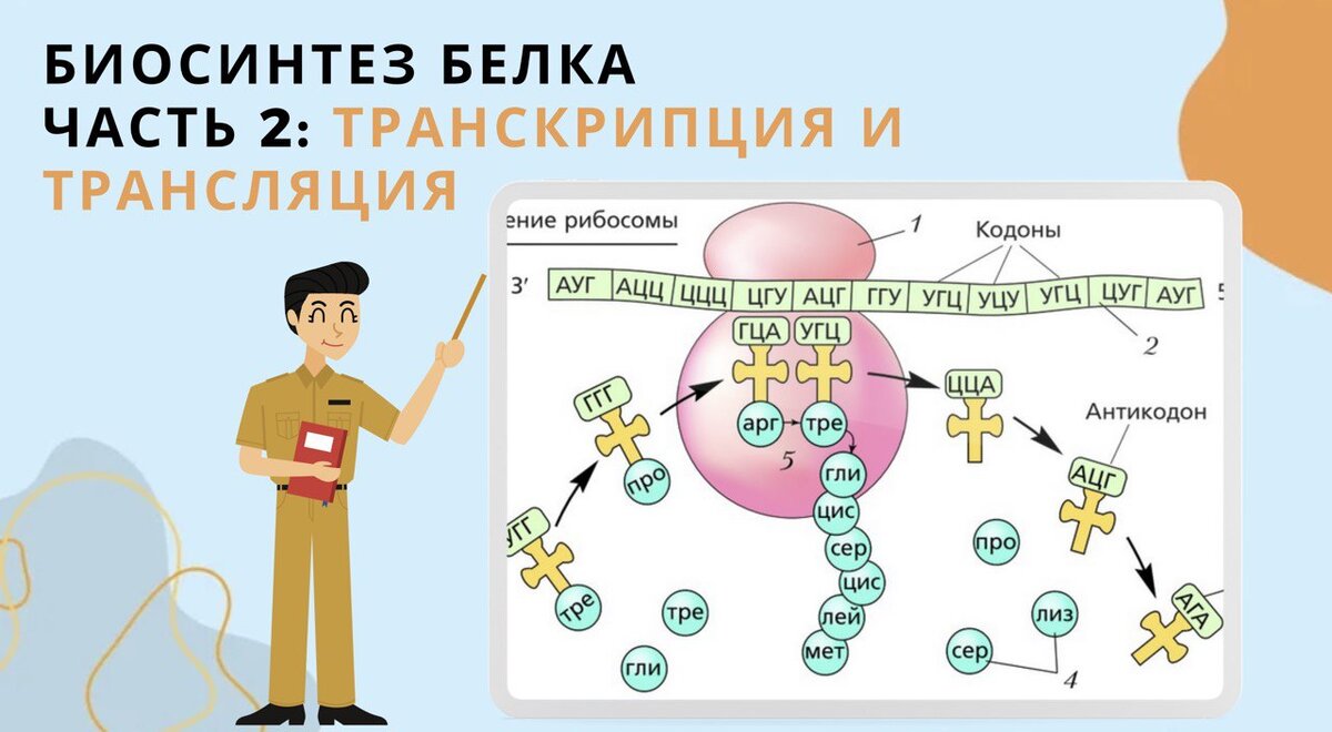 Биосинтез белка. Транскрипция и трансляция