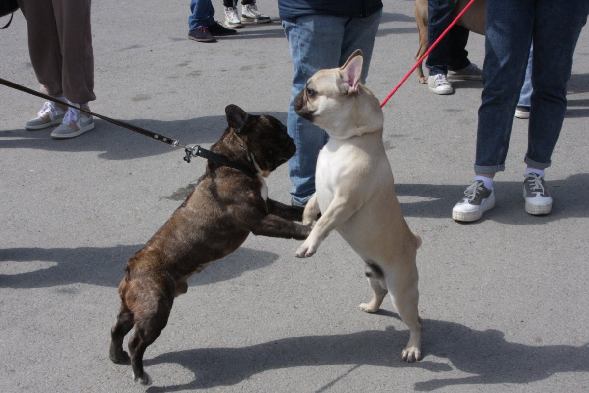    Эксперты подсчитали волгоградские новостройки, комфортные для собак