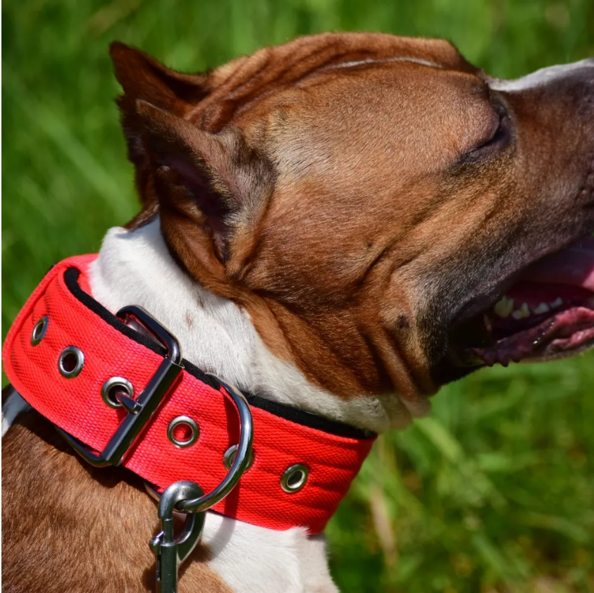 оптимальная ширина ошейника для мощных энергичных собак