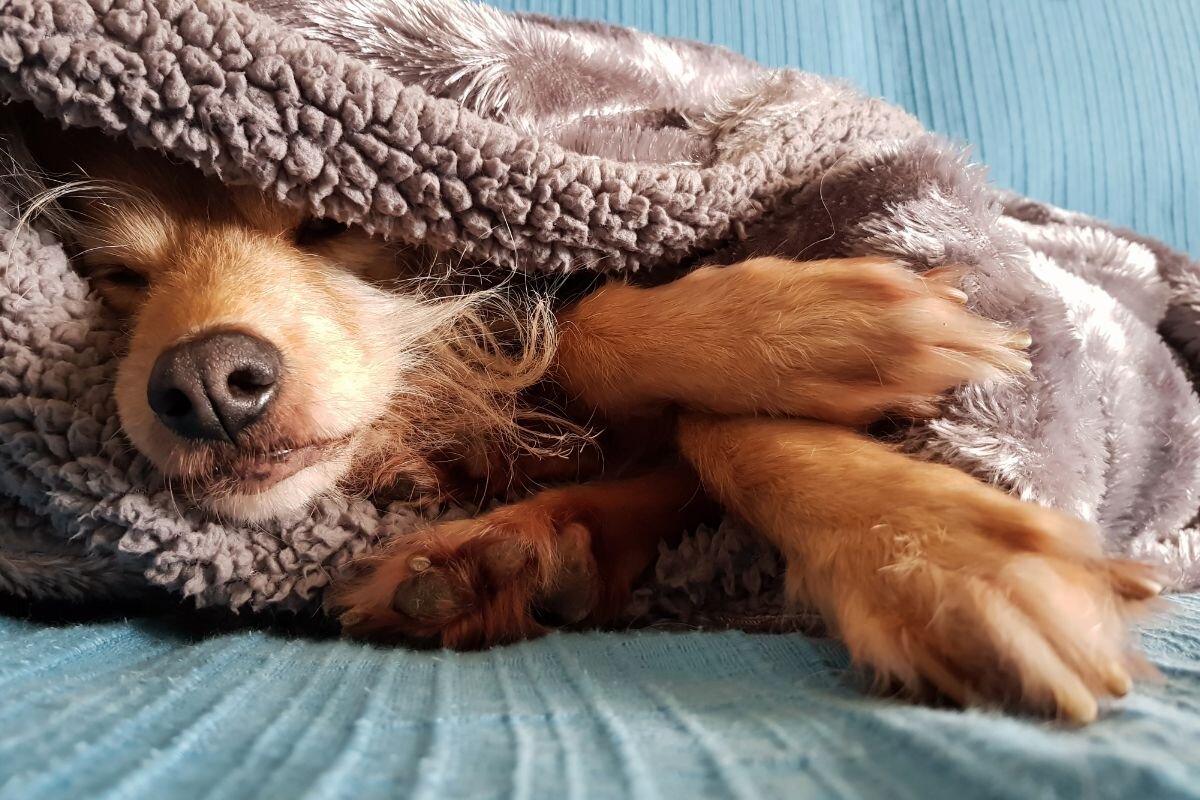 Спящая собака 