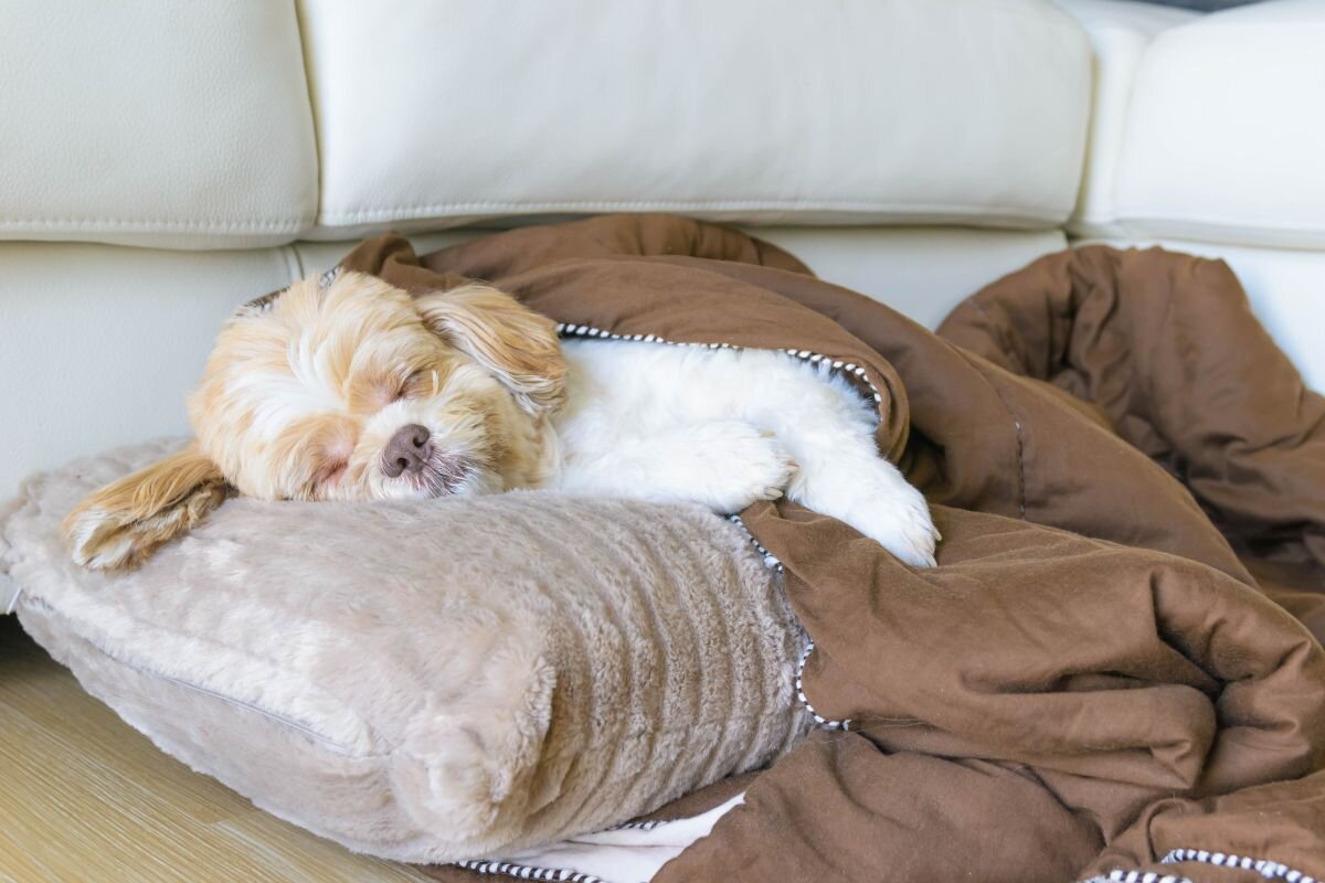 Собачка сладко спит