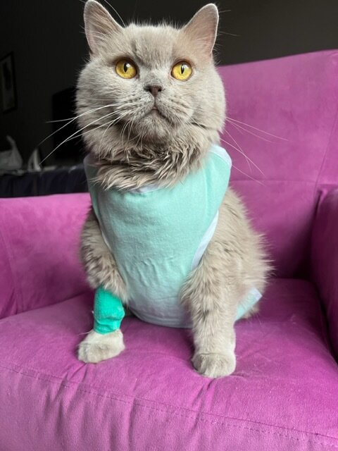 Почему урчат кошки? | Зоопсихолог и ее кошки | Дзен