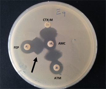Двухдисковый синергетический тест, проведенный на 100 мм чашке с агаром Мюллера-Хинтона.
