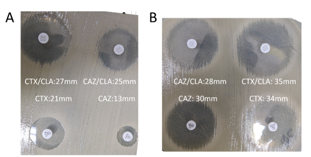 Иллюстрация 1. Диско-диффузионный тест для выявления ESBL. (A) Разница >5 мм между дисками цефотаксима (CTX) и цефотаксима/клавулановой кислоты (CTX/CLA), а также дисками цефтазидима (CAZ) и цефтазидима/клавулановой кислоты (CAZ/CLA) свидетельствует о наличии ESBL-продуцента. (B) Разница <5 мм между дисками CTX и CTX/CLA, а также CAZ и CAZ/CLA не свидетельствует о наличии ESBL-продуцента.