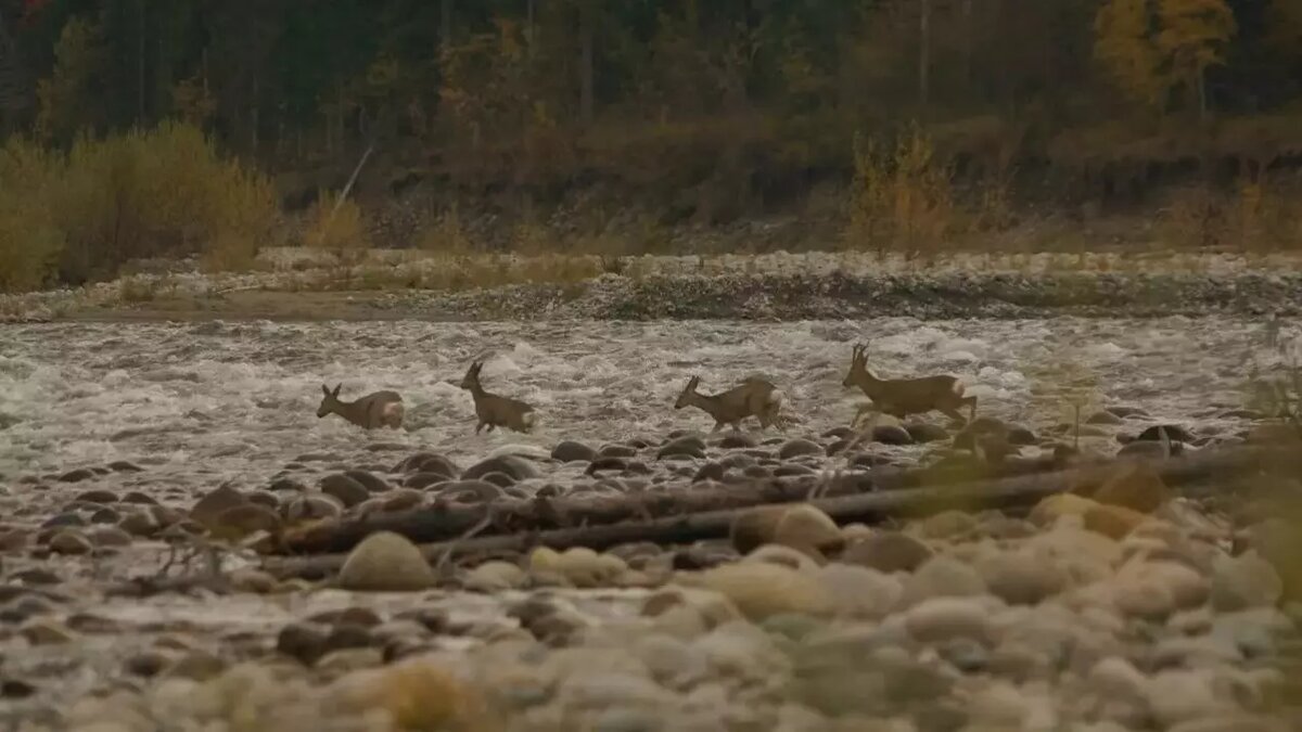     Боградский районный суд вынес приговор по уголовному делу в отношении жителя села Сонское. Обвиняемый занимался незаконной охотой, сообщает прокуратура Хакасии.