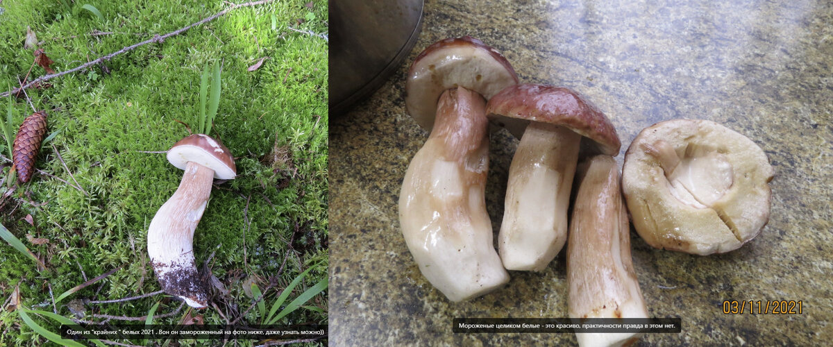 Вот белый гриб из серии "последних", заготавливать их уже никак, кроме заморозки или немедленного употребления. Гриб легко узнаваем на втором фото.
