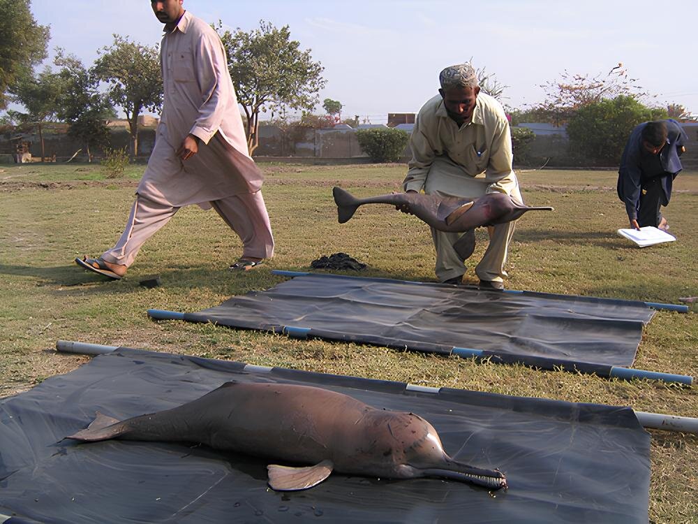 Некоторые семьи в Пакистане и Индии занимаются спасением дельфинов целыми поколениями. 
