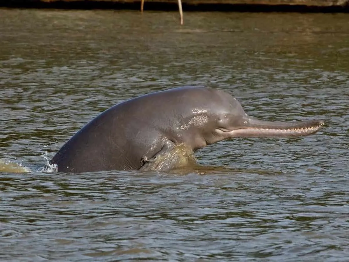 А на этом фото гангский речной дельфин. Родство двух видов на лицо. 