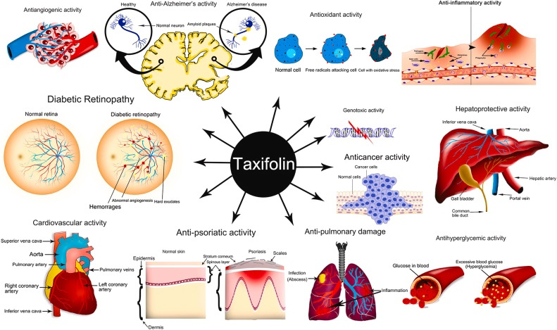 Схематическое изображение фармакологической активности таксифолина