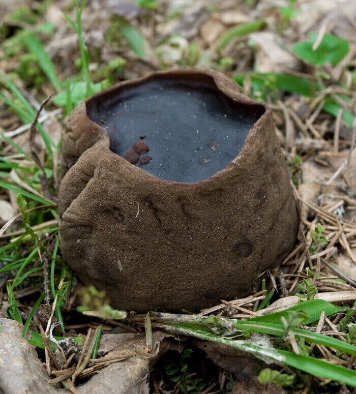  Фото: www.prlib.ru, Саркосома шаровидная