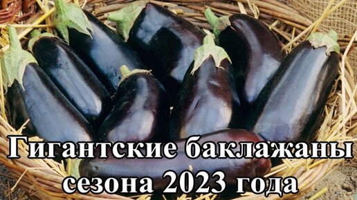 Гигантские баклажаны сезона 2023 года