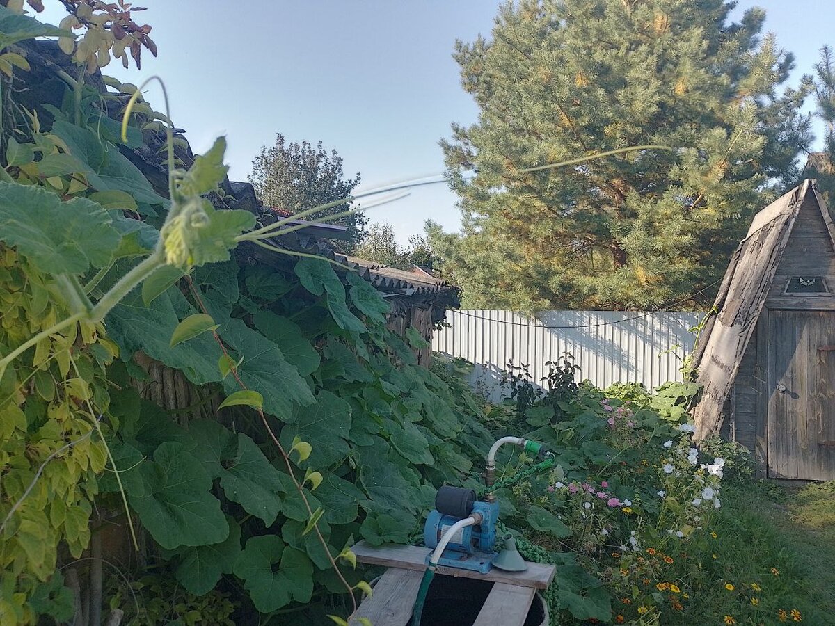 Вот эти лопухи на всю стену сарая и рядом всего от одного семечка фицифолии!