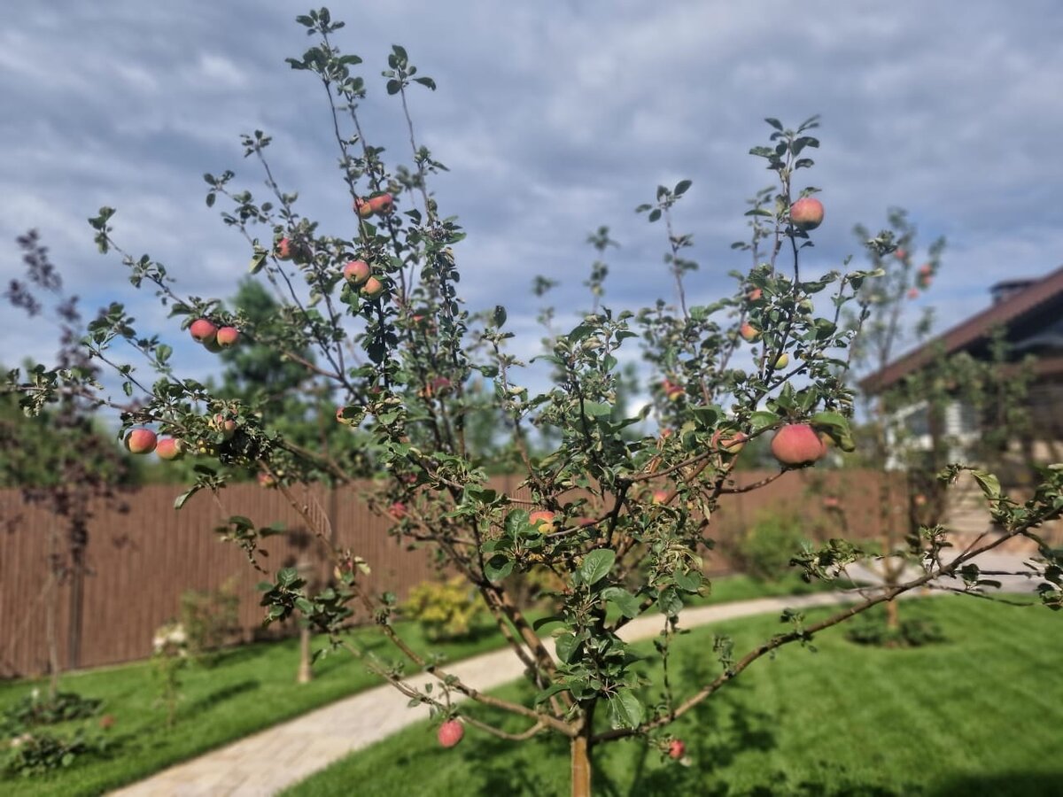 Фото "Фиолетового Сна"