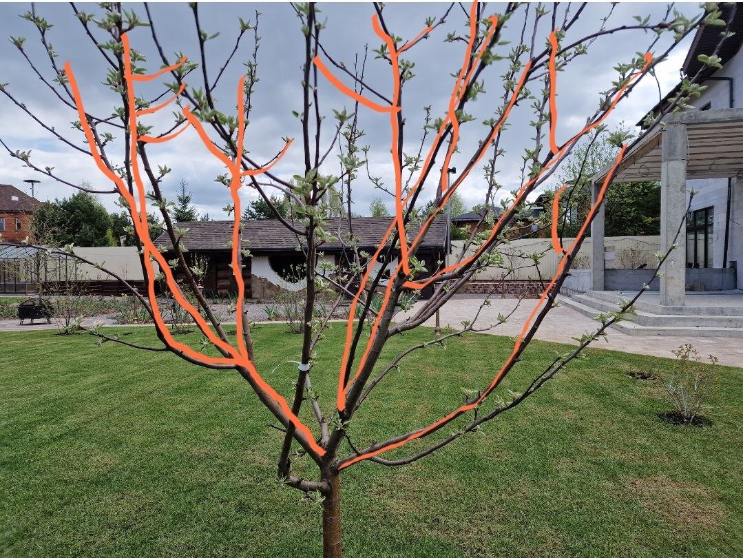 Фото "Фиолетового Сна"