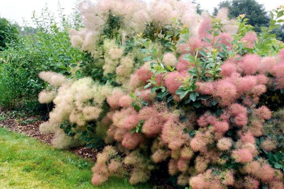 Сочетание скумпии кожевенной: советы ландшафтного дизайнера