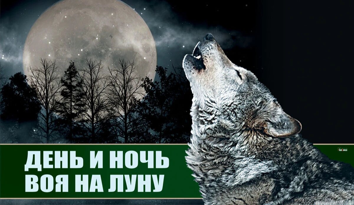 День и ночь воя на луну. Иллюстрация: «Курьер.Среда»