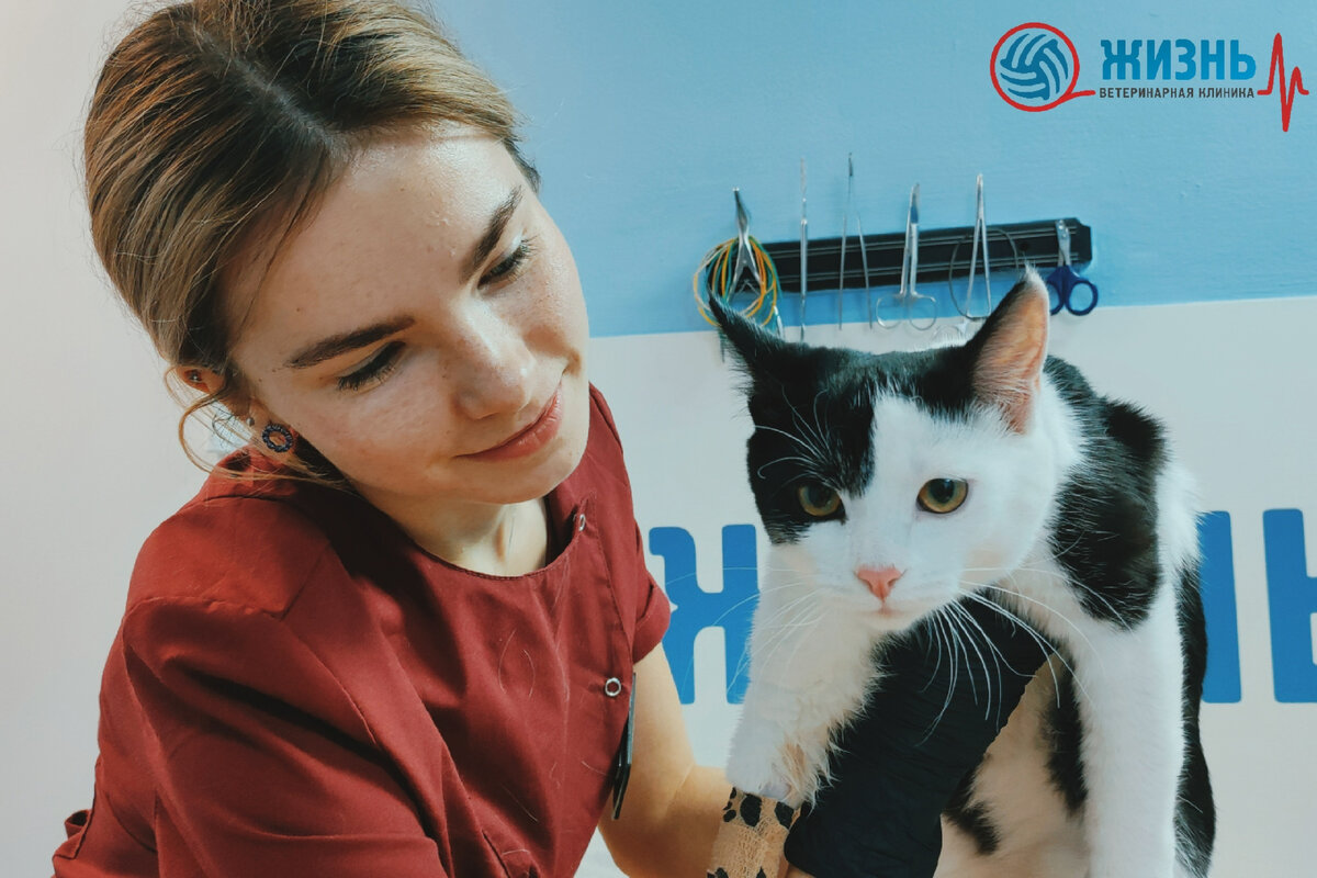 Кошка Симба в ветеринарной клинике в Калуге "Жизнь"