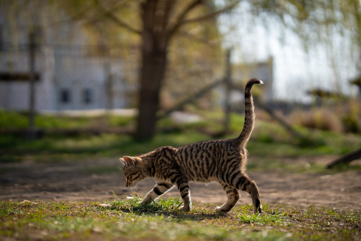 7 мифов, которые убивают кошек | Petshop Journal | Дзен