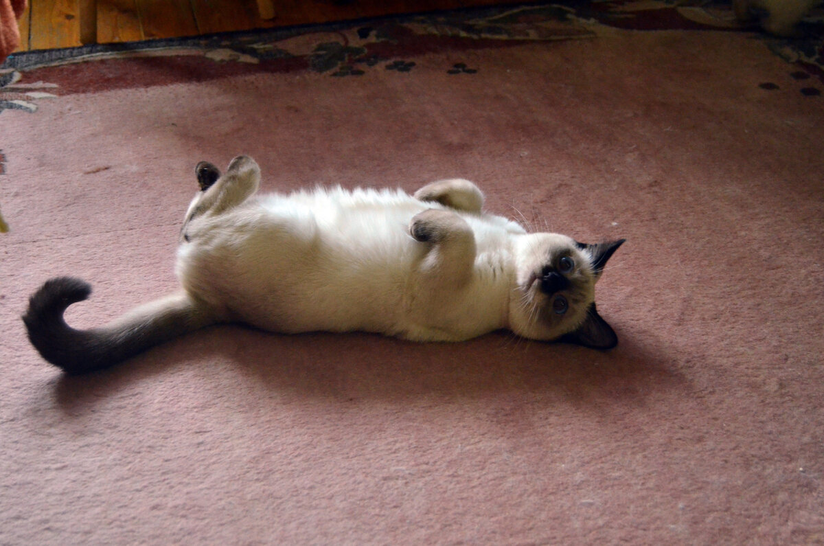 О, боже, опять ты со своими играми! Ну не хочу я двигаться, мне и так хорошо!