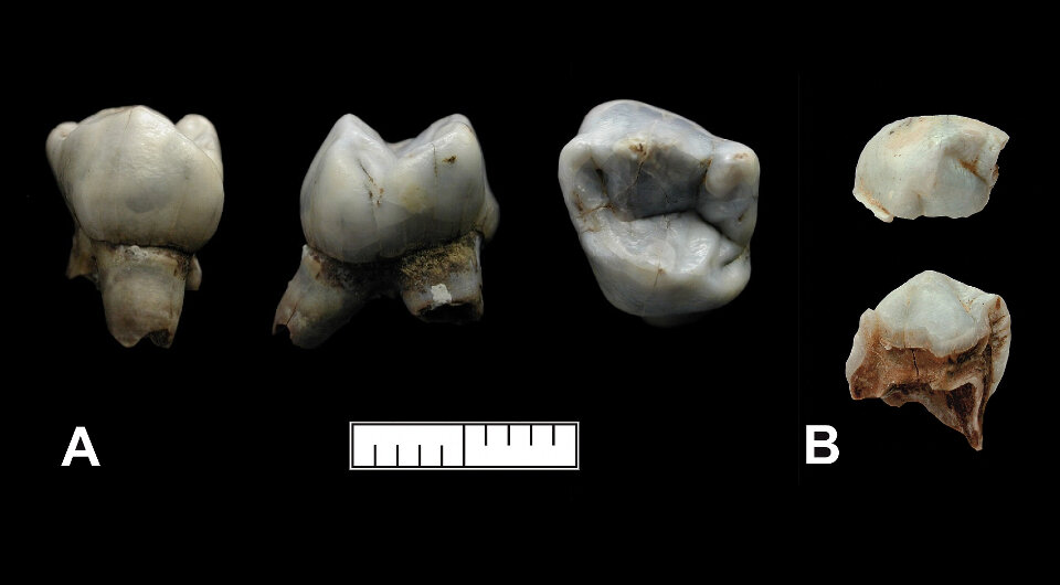   Helen Fewlass et al. / iScience, 2023