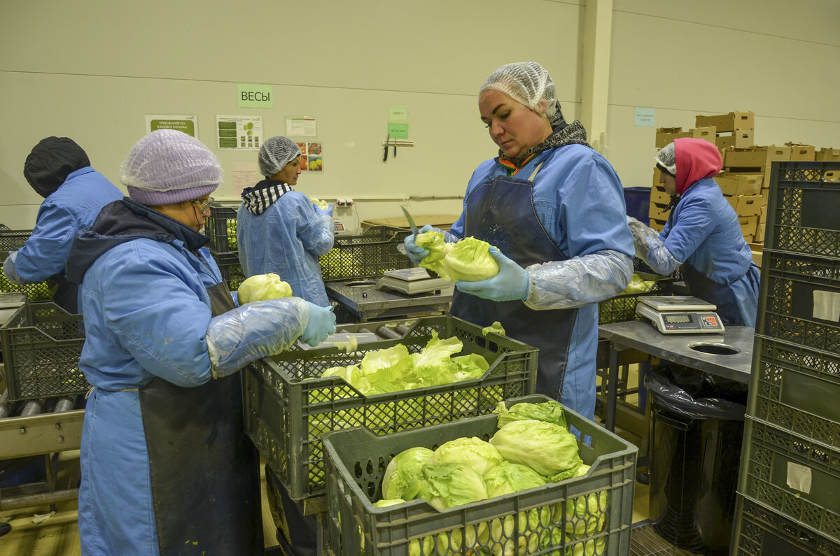 Компания будет работать с овощной, молочной и мясной продукцией.  Фото: Фото: ФедералПресс / Дмитрий Шевалдин