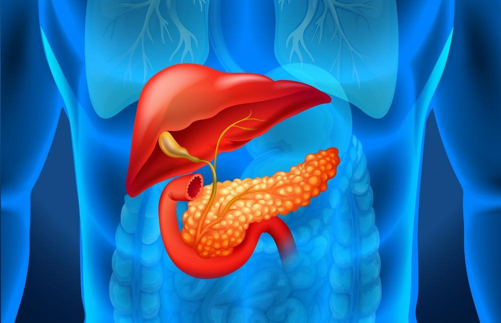 Поджелудочная с какой стороны фото. Поджелудочная железа (pancreas). Пищеварительная система поджелудочная железа. Поджелудочная железа 3д анатомия.