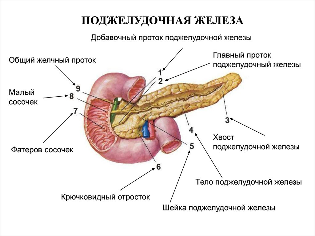 Анатомические части поджелудочной железы. Поджелудочная железа строение и функции. Протоки поджелудочной железы анатомия. Строение структура и функции поджелудочной железы человека.