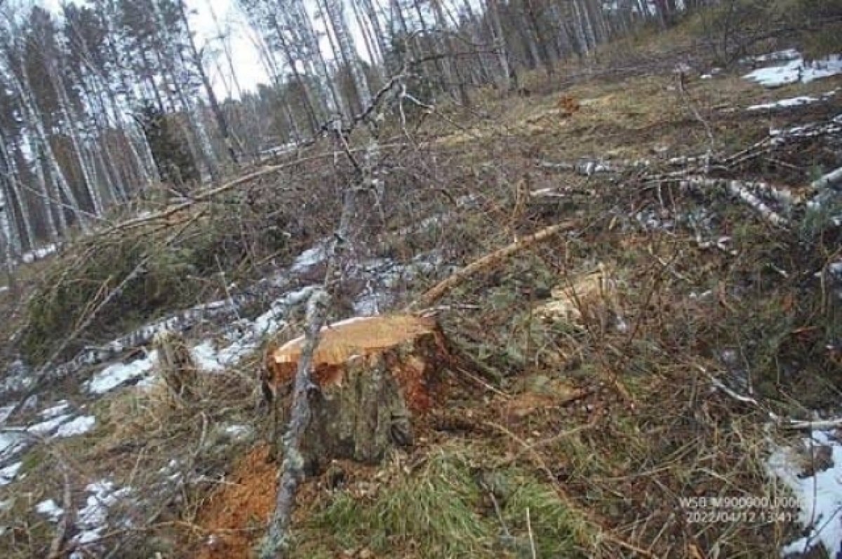    В Красноярском крае вынесли приговор супругам, которые вырубали лес