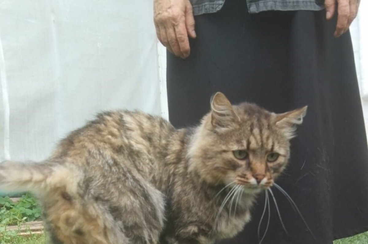    В Тверской области спасшей 100 кошек сестре из монастыря нужна помощь