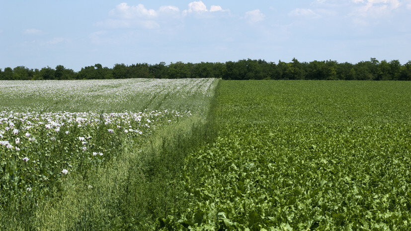   Gettyimages.ru Josef Mohyla