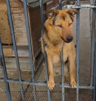 Мухтар. Фото автора.