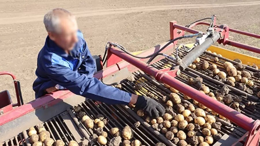     Колония-поселение № 30 заключила контракты на поставку выращенного заключенными картофеля в дошкольные учреждения, сообщает УФСИН по Хакасии.