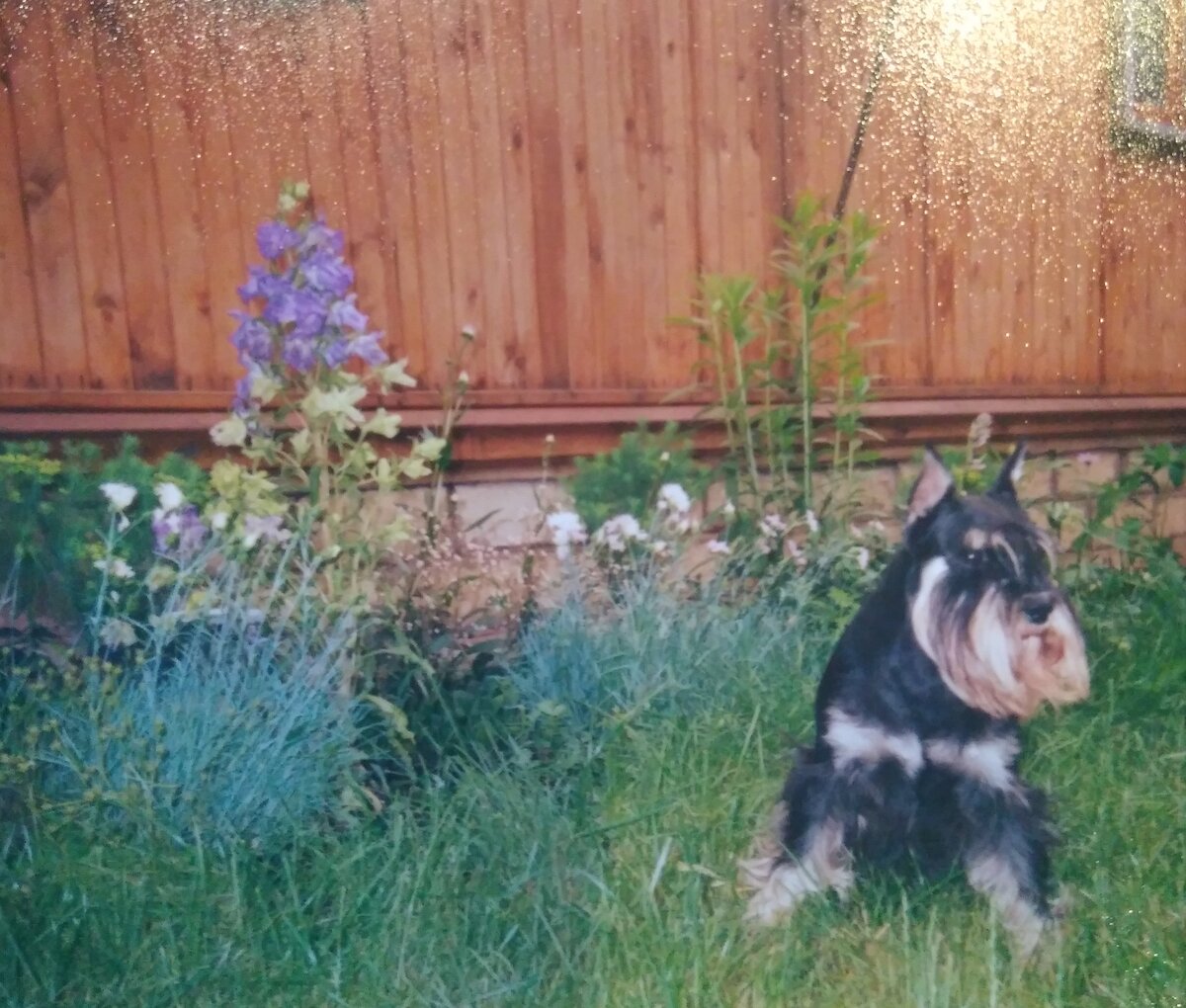 А это моя первая рабатка перед старым домом. Сейчас её давно уже нет, а вот гвоздика сохранилась.