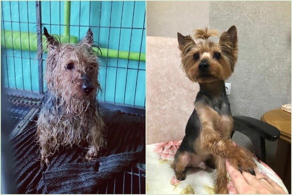    Сейчас Филю не узнать. Песик нашел себе новую семью. Фото: "Белка и Стрелка" г. Заозерный.