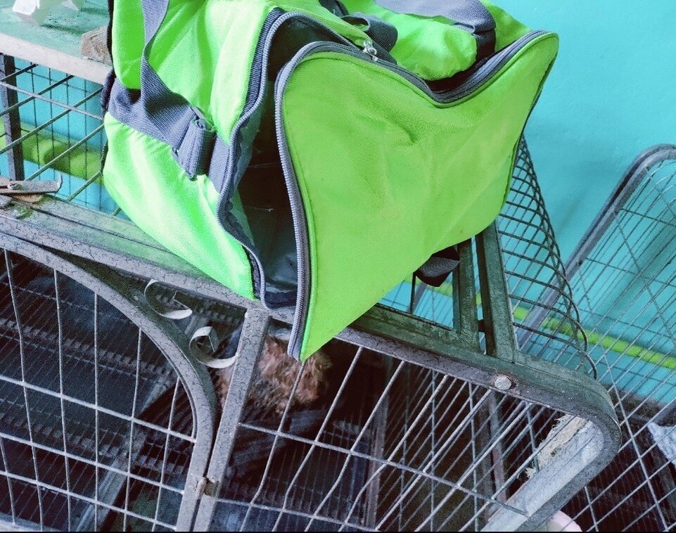    Сумка, в которой нашли собаку в реке. Фото: "Белка и Стрелка" г. Заозерный.