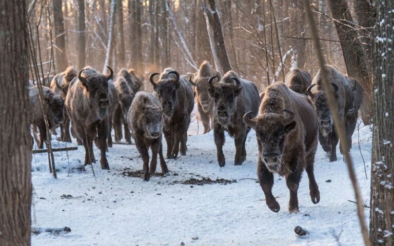    Фото: Сергей Кяжкин -