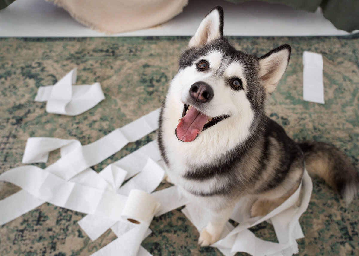 Изображение от <a href="https://ru.freepik.com/free-photo/high-angle-dog-making-a-mess-with-toilet-paper_29652590.htm#query=%D1%81%D0%BE%D0%B1%D0%B0%D0%BA%D0%B0%20%D0%BF%D0%B8%D1%81%D0%B0%D0%B5%D1%82&position=9&from_view=search&track=ais">Freepik</