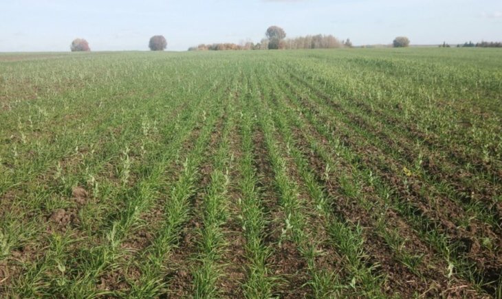    Новые сорта озимой пшеницы проходят испытания в Нижегородской области