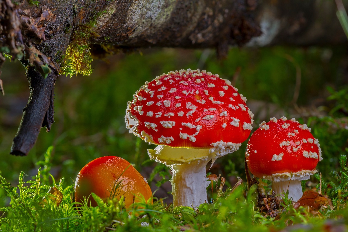 pixabay.com