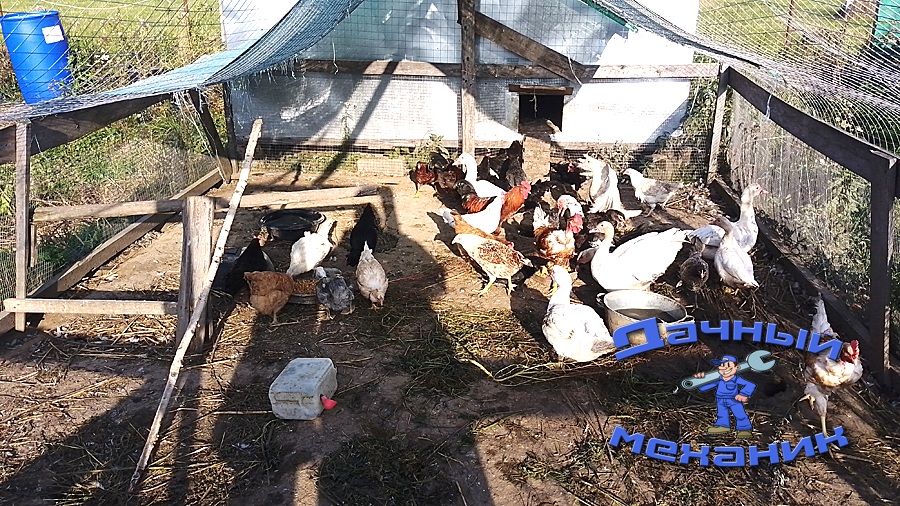На фото не все, молодняк в 2-х летних выгулах по 20 штук индоуток и 20 кур/петухов
