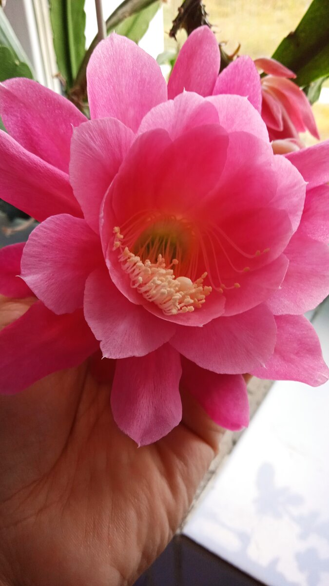 На работе цветок расцвел. 